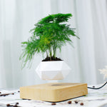 Levitating Bonsai Plant