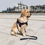 Visibility Dog Leash